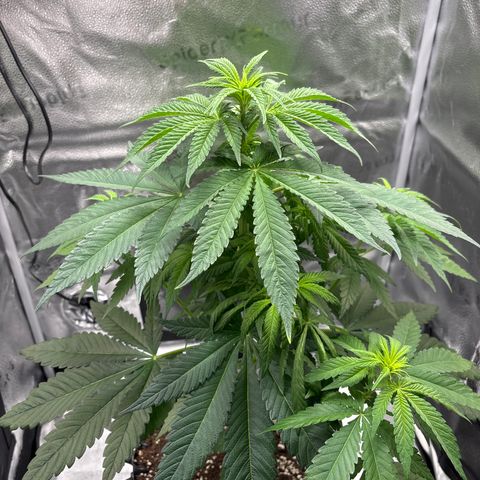Pineapple Express growlog timeline photo