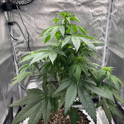 Pineapple Express growlog timeline photo