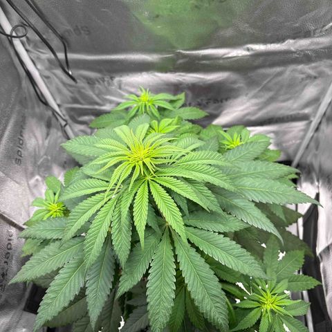 Pineapple Express growlog timeline photo