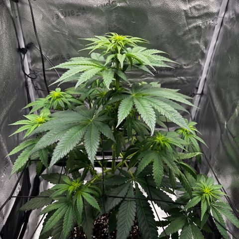 Pineapple Express growlog timeline photo