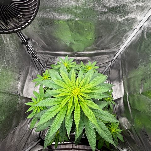 Pineapple Express growlog timeline photo