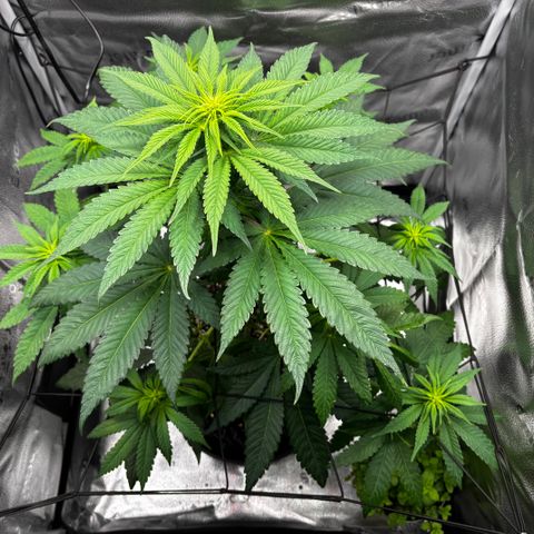 Pineapple Express growlog timeline photo