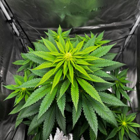 Pineapple Express growlog timeline photo