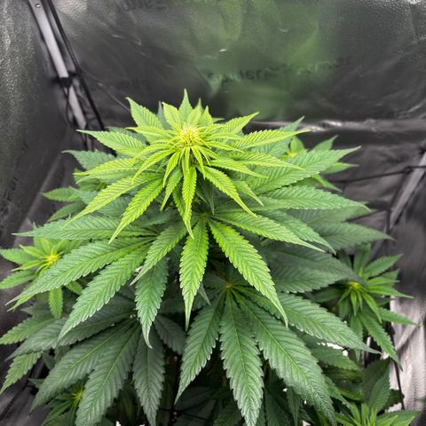 Pineapple Express growlog timeline photo