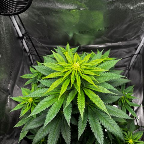 Pineapple Express growlog timeline photo