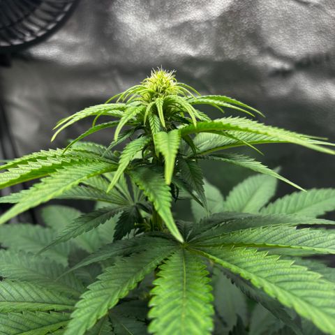 Pineapple Express growlog timeline photo