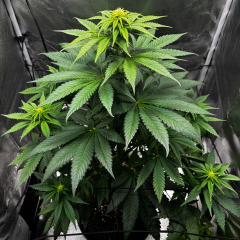 Pineapple Express growlog timeline photo
