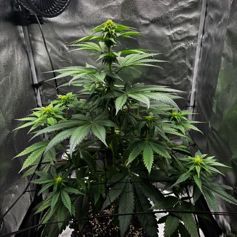 Pineapple Express growlog timeline photo