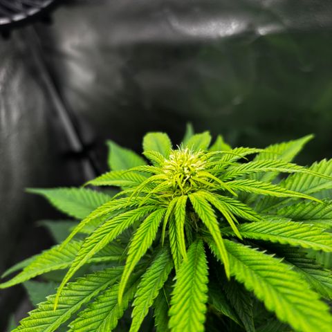 Pineapple Express growlog timeline photo