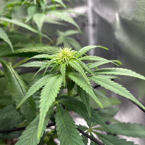 Pineapple Express growlog timeline photo