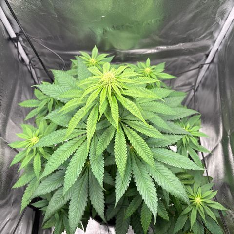 Pineapple Express growlog timeline photo