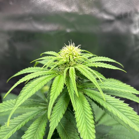 Pineapple Express growlog timeline photo