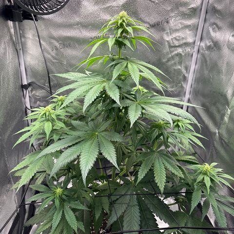 Pineapple Express growlog timeline photo