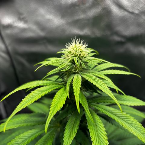 Pineapple Express growlog timeline photo