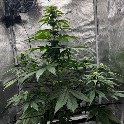 Pineapple Express growlog timeline photo