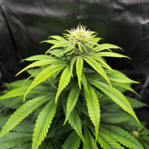 Pineapple Express growlog timeline photo