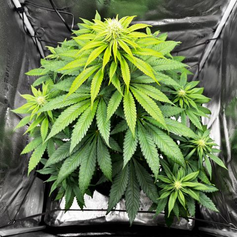 Pineapple Express growlog timeline photo