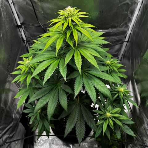 Pineapple Express growlog timeline photo
