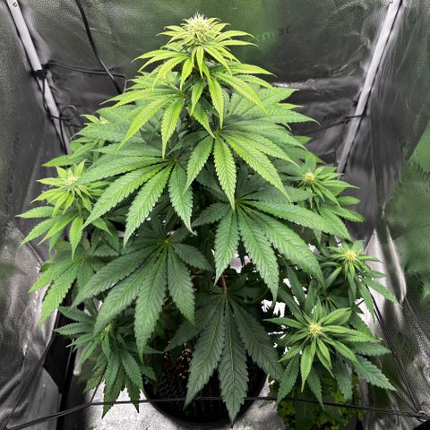 Pineapple Express growlog timeline photo