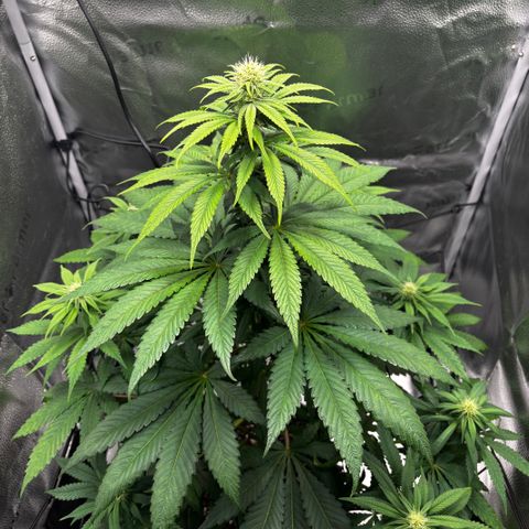 Pineapple Express growlog timeline photo