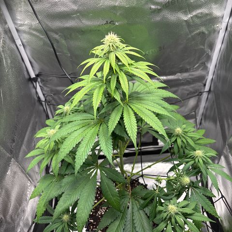 Pineapple Express growlog timeline photo