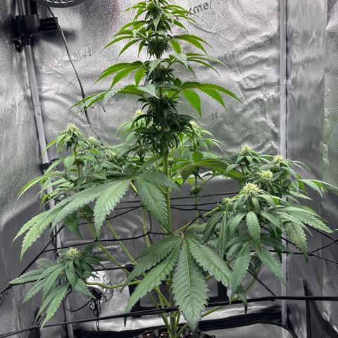 Pineapple Express growlog timeline photo