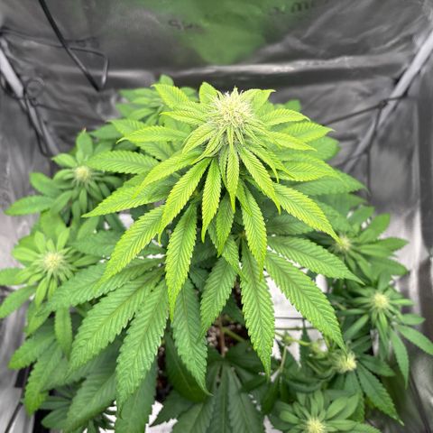 Pineapple Express growlog timeline photo