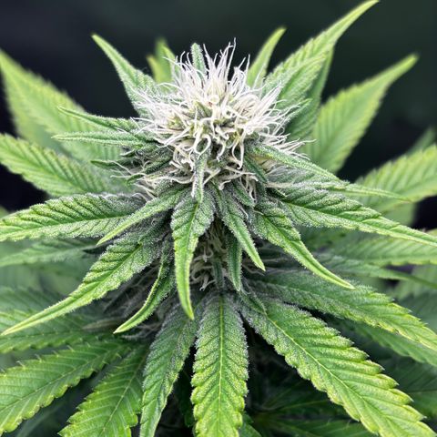 Pineapple Express growlog timeline photo
