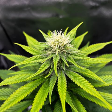 Pineapple Express growlog timeline photo