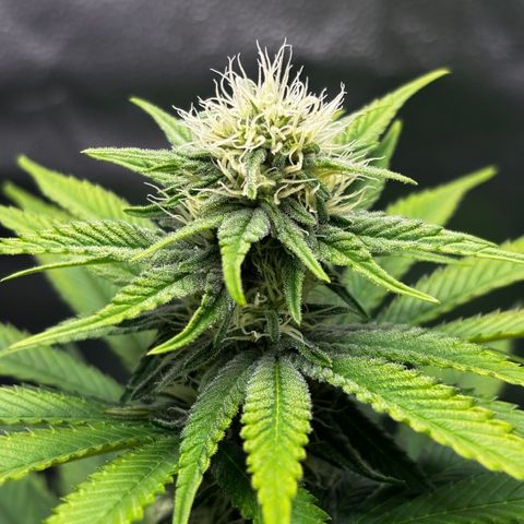 Pineapple Express growlog timeline photo
