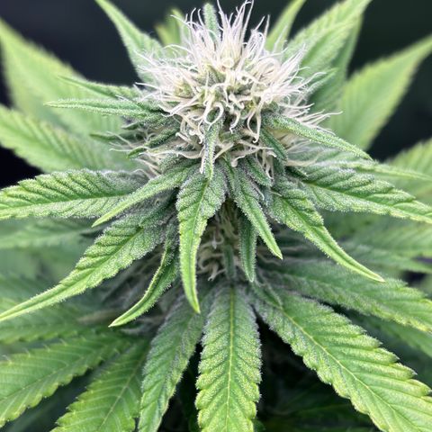 Pineapple Express growlog timeline photo