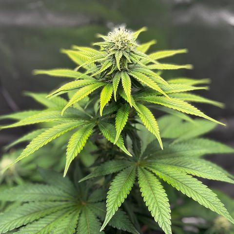 Pineapple Express growlog timeline photo