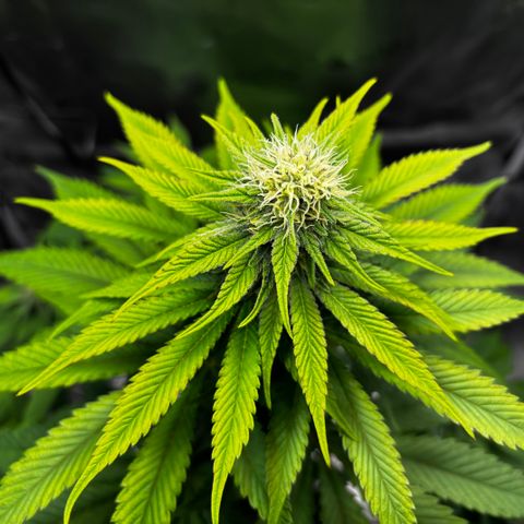 Pineapple Express growlog timeline photo