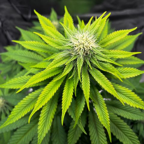 Pineapple Express growlog timeline photo