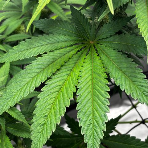 Pineapple Express growlog timeline photo