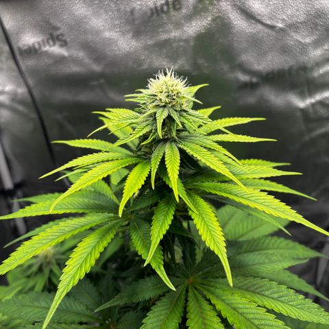 Pineapple Express growlog timeline photo