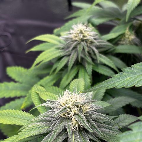 Pineapple Express growlog timeline photo