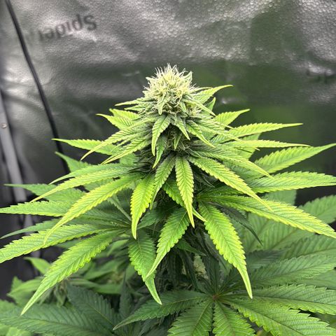 Pineapple Express growlog timeline photo