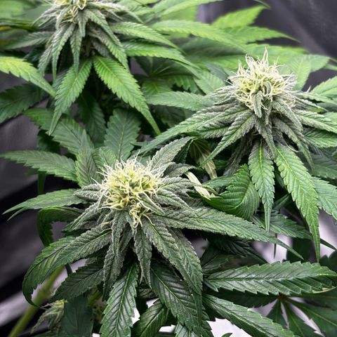 Pineapple Express growlog timeline photo
