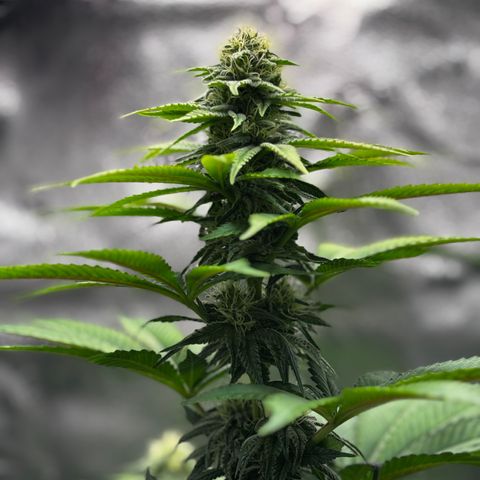 Pineapple Express growlog timeline photo