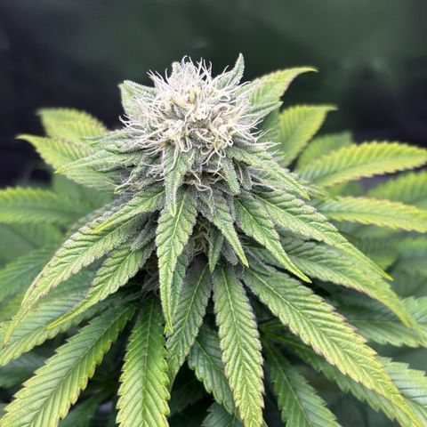 Pineapple Express growlog timeline photo