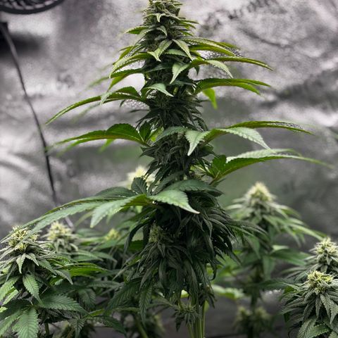 Pineapple Express growlog timeline photo