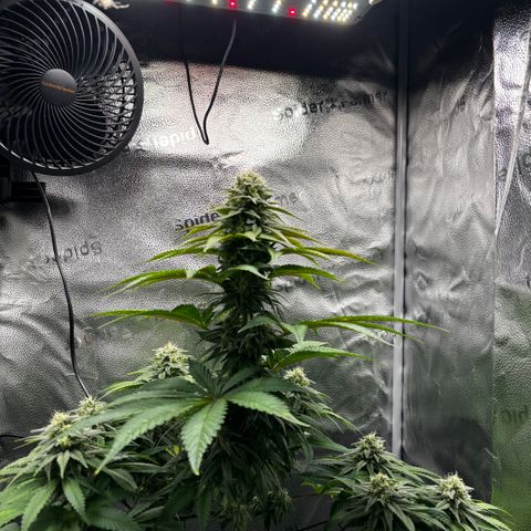 Pineapple Express growlog timeline photo