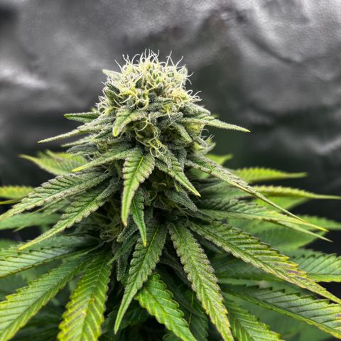 Pineapple Express growlog timeline photo