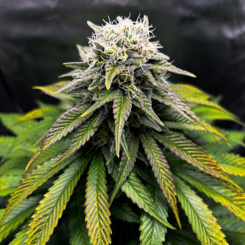 Pineapple Express growlog timeline photo