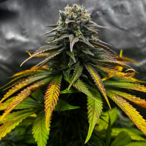 Pineapple Express growlog timeline photo
