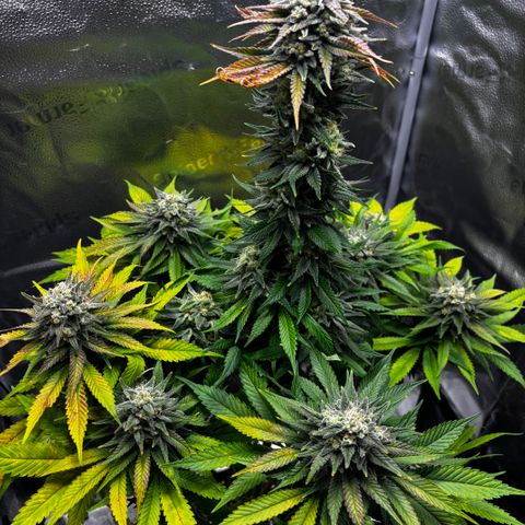 Pineapple Express growlog timeline photo