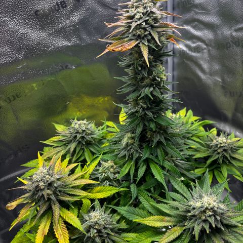 Pineapple Express growlog timeline photo