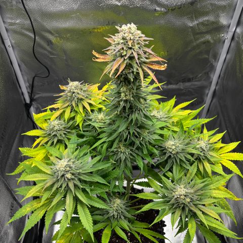 Pineapple Express growlog timeline photo