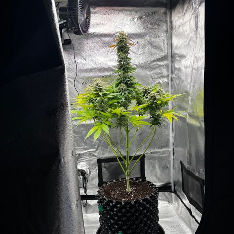 Pineapple Express growlog timeline photo